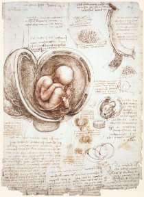 Leonardo da Vinci, Studies of the Womb, 1513